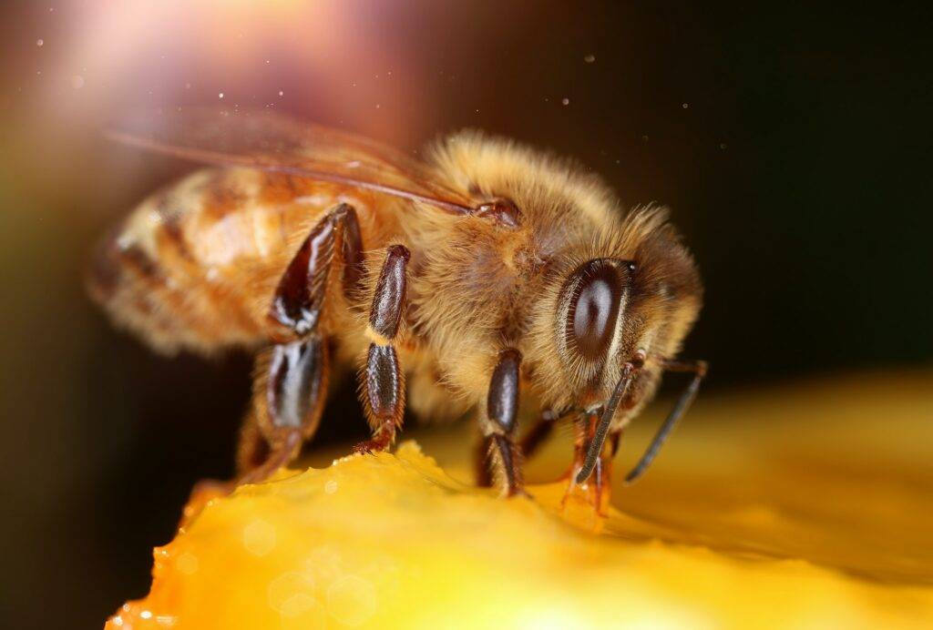 Bee is for sweet honey