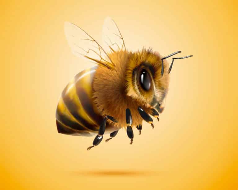 Fluffy honey bee in 3d illustration on yellow background