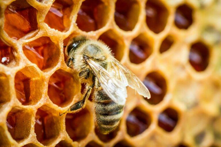 Bees in a beehive on honeycomb